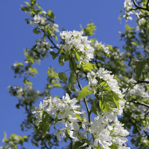 Груша уссурийская (Pyrus ussuriensis)