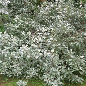 Лох серебристый (Elaeagnus commutata)