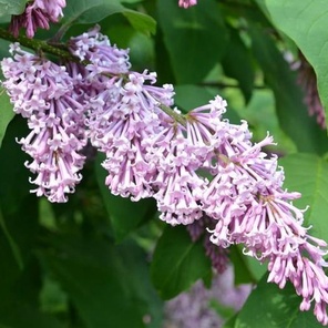 Сирень венгерская (Syringa josikaea)