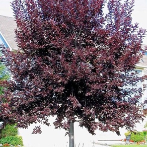 Черемуха виргинская Шуберт (Prunus virginiana Shubert)