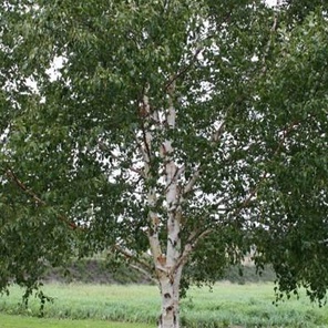 Береза повислая/пушистая (Betula pendula)