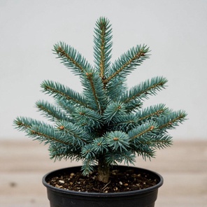 Ель колючая (Super Blue Seedling))