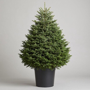Ель Канадская Коника в горшке