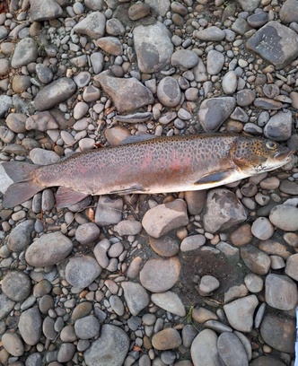 bc8b7013-e22f-4b2c-8062-54e16fd7bfd4-whatsapp image 2025-11-06 at 17.41.23.jpeg