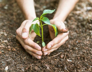 Защита растений