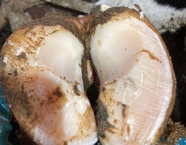 Профессиональная обрезка копытец КРС