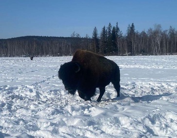 Питомник лесных Бизонов