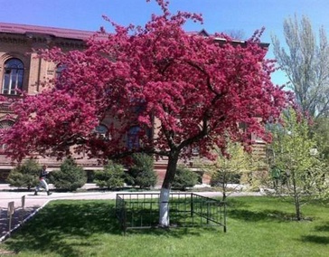 ПРОДАЖА РАСТЕНИЙ 