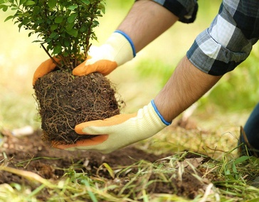 ПОСАДКА РАСТЕНИЙ