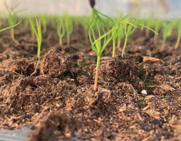 ЛЕСОВОССТАНОВЛЕНИЕ