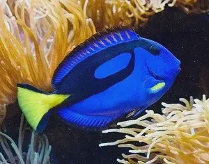 Рыбы-хирурги