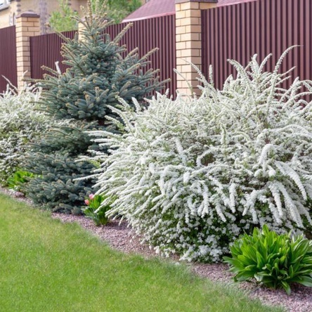 Декоративные растения