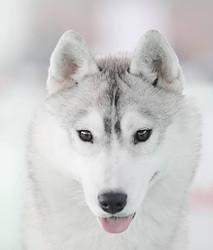 HUSQUISHER OAT OPERA