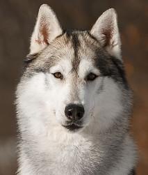 VENTO LIBERO ZABAR PONTIAS BAGA