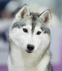 HUSQUISHER GALACTIC VITA