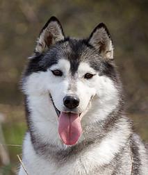 HUSQUISHER VIRGINIA WOLF