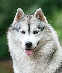 TUNGHAT'S RIO DE JANEIRO