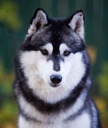 HUSQUISHER TRIBE OF ODIN