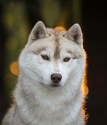 HUSQUISHER DOCTOR WHO