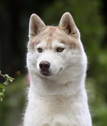 HUSQUISHER UNIVERS BELONGS TO ME