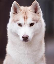 HUSQUISHER STORM OF APPLAUSE