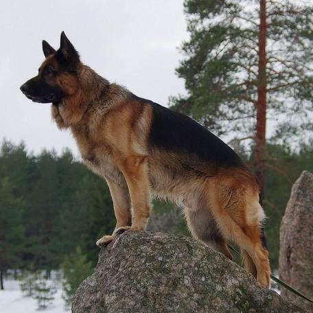 Demant's Amur