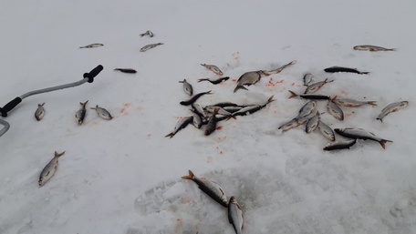 Увлекательная рыбалка