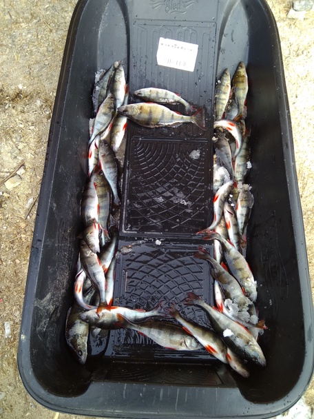 Увлекательная рыбалка