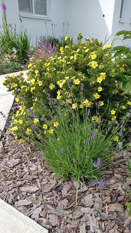 Отпусти свой сад на волю!