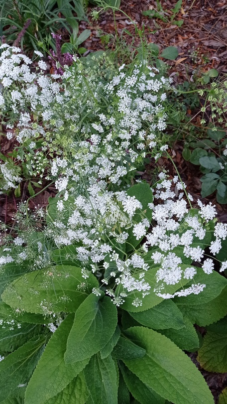 Отпусти свой сад на волю!