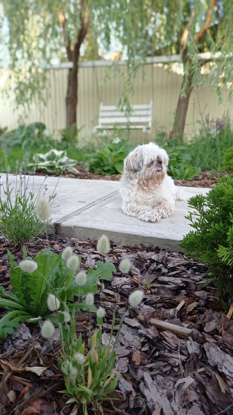 Отпусти свой сад на волю!