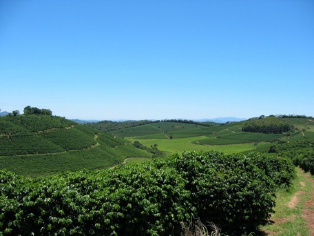 Больше о жизни Brazilian Coffee