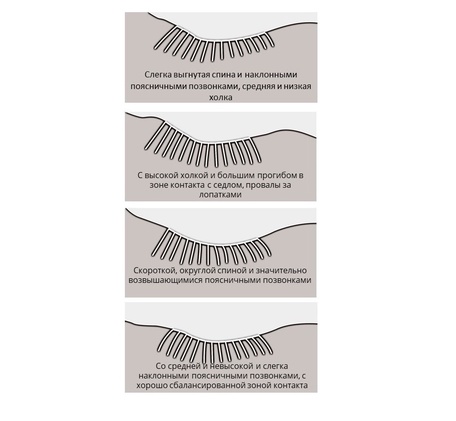 Определяем форму спины лошади