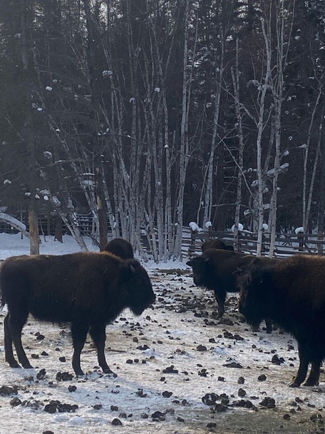Питомник лесных Бизонов и Ленские столбы
2 день: 25 марта 2026 г.