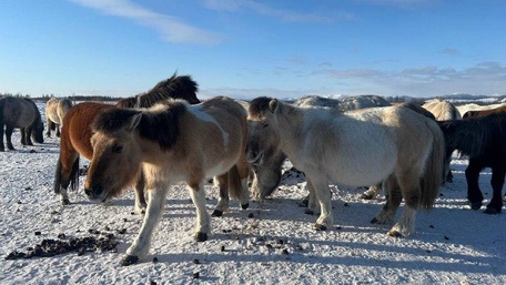 Оймякон-Полюс Холода. река Индигирка
6 день: 29 марта 2026 г.