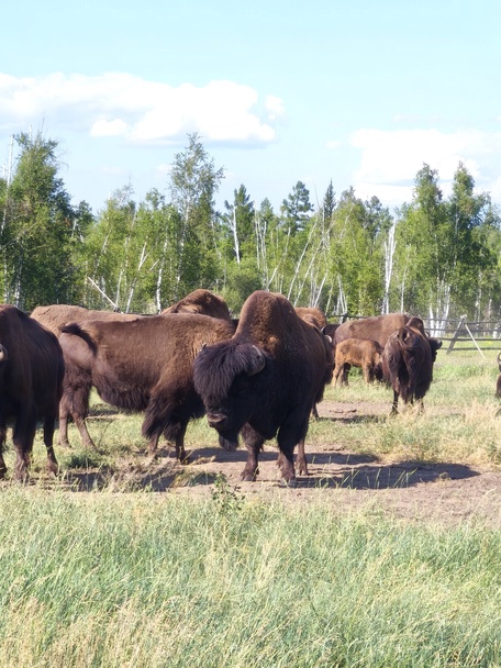 3 день: 24 июня 2026 г.