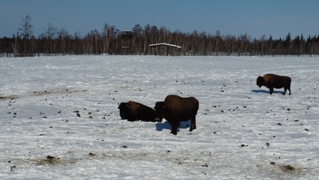 Питомник лесных Бизонов и Ленские столбы
2 день: 25 марта 2026 г.