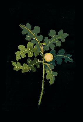 image-1-0