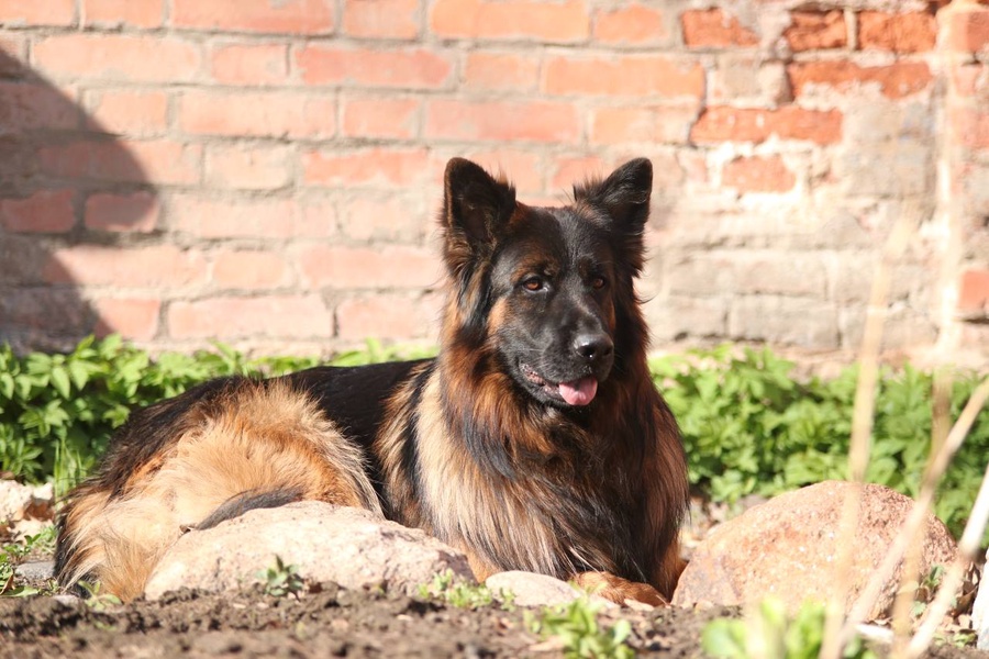 image-5